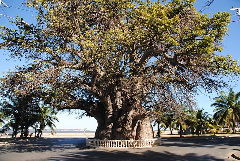 Le célèbre baobab centenaire de Majunga